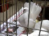 Старая Купавна - Выставка голубей