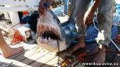 Старая Купавна - Состояние туриста, на которого напала акула в Египте, критическое