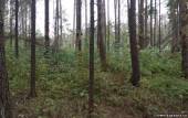 Старая Купавна - Вырубка леса в Монино