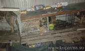 Старая Купавна - В Ногинском районе ищут владельцев питомника, в котором собак содержали в ужасных условиях