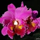 Мои орхидеи., Старая Купавна