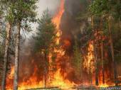 Старая Купавна - МЧС: площадь пожаров в России уже в три раза больше, чем в прошлом году