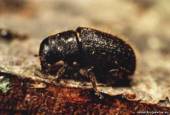 Старая Купавна - Этим летом опасный жук может съесть подмосковного леса больше, чем прошлогодний огонь. Старую Купавну это тоже не обходит стороной.