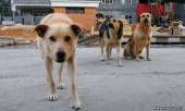 Старая Купавна - Собаки насмерть загрызли семилетнего ребенка в Ростовской области