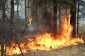 Старая Купавна - Государство переложит ответственность за лесные пожары на население