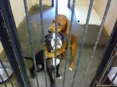 Старая Купавна - Соцсети спасли от усыпления обнимающихся собак