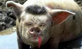 Старая Купавна - Россельхознадзор с 1 января вводит запрет на ввоз в РФ свинины из Украины