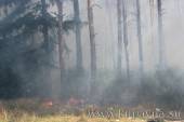Старая Купавна - Экологически неблагополучный и самый пожароопасный лес в окрестностях Старой Купавны находится в районе Жилки