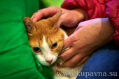Старая Купавна - Помочь бездомным животным предлагают жителям и гостям Старой Купавны