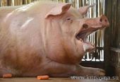 Старая Купавна - Жирные Американские свиньи попали под эмбарго РФ