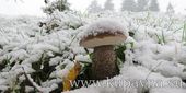 Старая Купавна - Из-за теплой зимы в Подмосковье начали появляться грибы