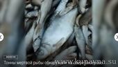 Старая Купавна - Большое количество мертвой рыбы заметили на берегах озера Бисерово в Московской области.