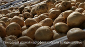 Старая Купавна - Уборка картофеля близится к завершению в Подмосковье