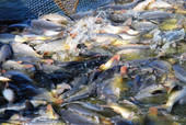 Старая Купавна - Бисеровский рыбокомбинат – в лидерах по производству прудовой рыбы в Подмосковье
