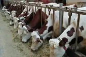 Старая Купавна - В Богородском округе в деревне Загорново расширят молочную ферму