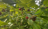 Старая Купавна - В лесах Подмосковья поспели медвежьи ягоды