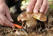 Старая Купавна - Яд в бульоне. Врач объяснила, из каких съедобных грибов не стоит варить суп