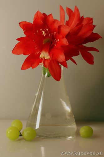 Старая Купавна