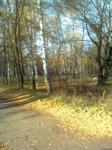 Старая Купавна