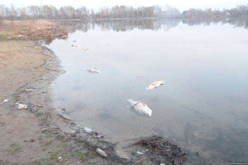 Старая Купавна
