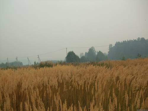 Старая Купавна