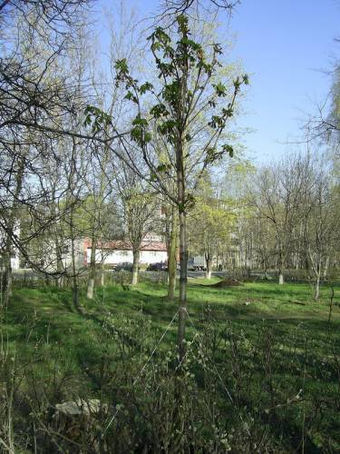 Старая Купавна