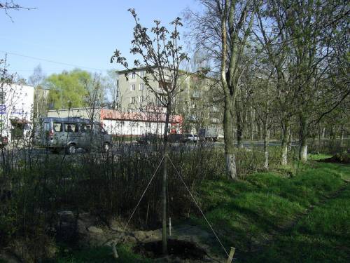 Старая Купавна