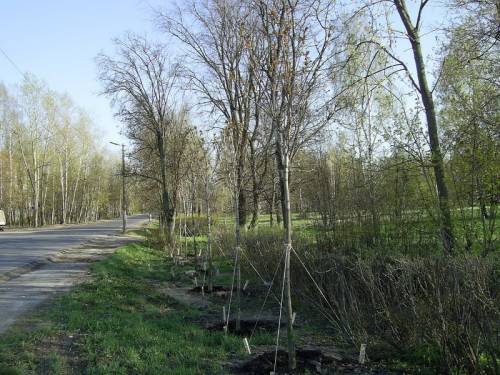 Старая Купавна