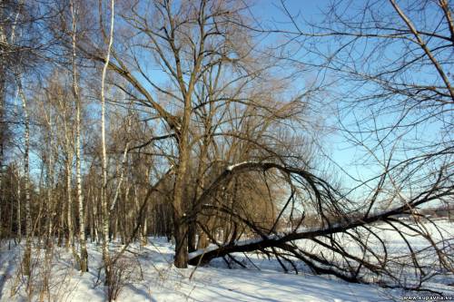 Старая Купавна