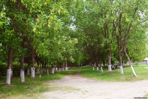 Старая Купавна