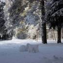 Февральский снегопад, Старая Купавна