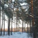 Зимний лес, Старая Купавна