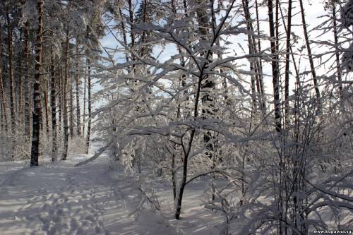 Старая Купавна