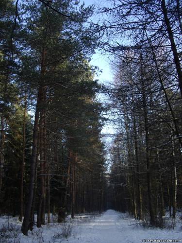 Старая Купавна