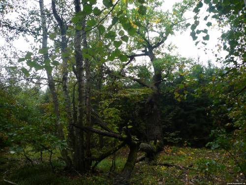Старая Купавна